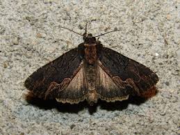 Attēlu rezultāti vaicājumam “Dypterygia scabriuscula”