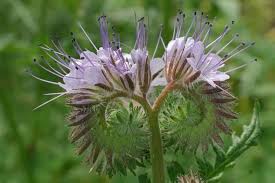 Attēlu rezultāti vaicājumam “Phacelia tanacetifolia leaf”