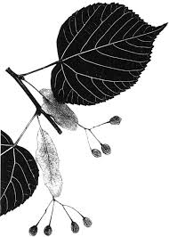 Attēlu rezultāti vaicājumam “Tilia platyphyllos Laciniata leaf”