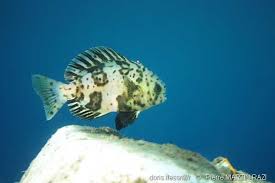 Image result for Schedophilus ovalis