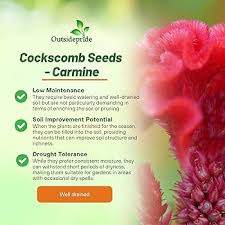 Attēlu rezultāti vaicājumam “Collaria rubens stalked”