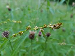 Attēlu rezultāti vaicājumam “Carex hirta female flower”