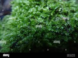 Attēlu rezultāti vaicājumam “Plagiothecium sp.”