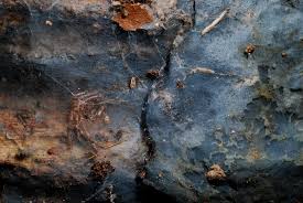 Attēlu rezultāti vaicājumam “Byssocorticium atrovirens”