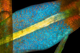 Attēlu rezultāti vaicājumam “Dicranum flagellare”