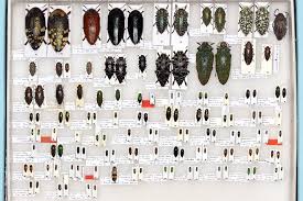 Attēlu rezultāti vaicājumam “Buprestidae”