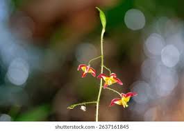 Attēlu rezultāti vaicājumam “Epimedium alpinum  flower”