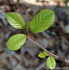 Attēlu rezultāti vaicājumam “Frangula alnus leaf”