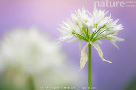 Attēlu rezultāti vaicājumam “Allium ursinum flower”
