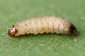 Attēlu rezultāti vaicājumam “Grapholita funebrana larva”