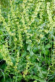 Attēlu rezultāti vaicājumam “Rumex maritimus leaf”
