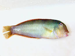 Image result for Xyrichtys novacula