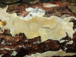 Attēlu rezultāti vaicājumam “Cinereomyces lindbladii”