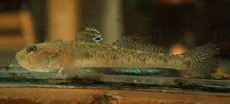 Image result for Schedophilus ovalis