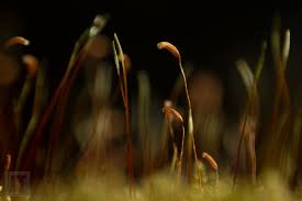 Attēlu rezultāti vaicājumam “Hypnum pallescens”