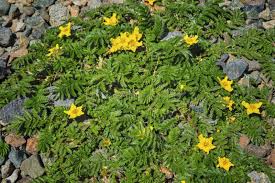 Attēlu rezultāti vaicājumam “Argentina anserina leaf”