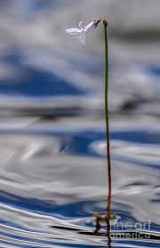 Attēlu rezultāti vaicājumam “Lobelia dortmanna flower”