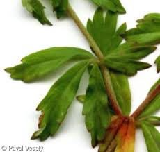 Attēlu rezultāti vaicājumam “Potentilla erecta fruit”