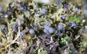 Attēlu rezultāti vaicājumam “Lamproderma elasticum”