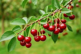 Attēlu rezultāti vaicājumam “Cerasus leaf”