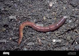 Attēlu rezultāti vaicājumam “Lumbricus terrestris”