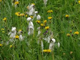 Attēlu rezultāti vaicājumam “Eriophorum latifolium flower”
