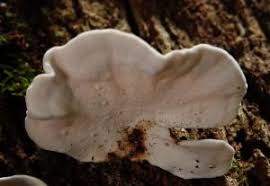 Attēlu rezultāti vaicājumam “Trametes ochracea”