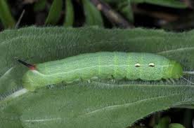 Attēlu rezultāti vaicājumam “Deilephila elpenor imago”