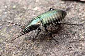 Attēlu rezultāti vaicājumam “Poecilus versicolor”