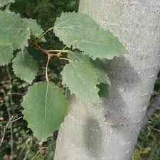 Attēlu rezultāti vaicājumam “Populus tremula”