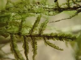 Attēlu rezultāti vaicājumam “Neckera complanata sporophyte”