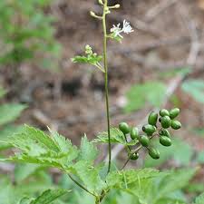 Attēlu rezultāti vaicājumam “Actaea spicata leaf”