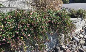 Attēlu rezultāti vaicājumam “Arctostaphylos uva-ursi”