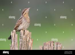 Attēlu rezultāti vaicājumam “Jynx torquilla adult”