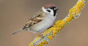 Attēlu rezultāti vaicājumam “Passer montanus adult”