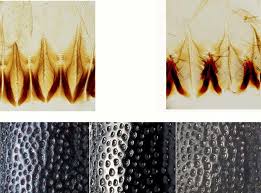 Attēlu rezultāti vaicājumam “Hylastes sp.”