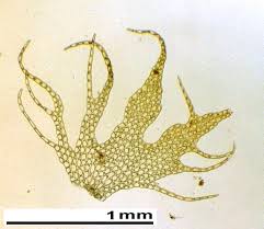 Attēlu rezultāti vaicājumam “Ptilidium pulcherrimum”