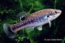 Attēlu rezultāti vaicājumam “Alloeotomus sp.”