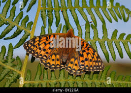 Attēlu rezultāti vaicājumam “Argynnis aglaja underside”