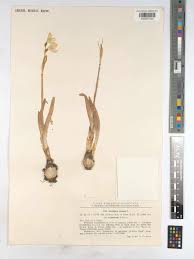 Attēlu rezultāti vaicājumam “Leucojum vernum var. carpathicum”