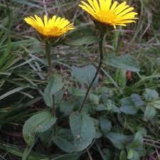 Image result for Inula hirta