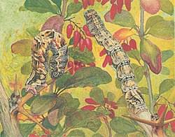 Attēlu rezultāti vaicājumam “Pareulype berberata”