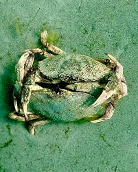 Image result for Cancer borealis