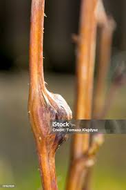 Attēlu rezultāti vaicājumam “Lasioptera rubi”