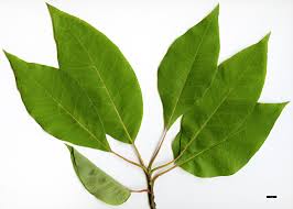 Attēlu rezultāti vaicājumam “Subularia aquatica leaf”