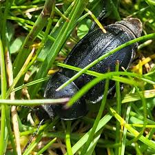 Attēlu rezultāti vaicājumam “Silpha obscura”