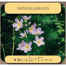 Attēlu rezultāti vaicājumam “Hottonia palustris fruit”