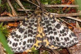 Attēlu rezultāti vaicājumam “Arichanna melanaria”