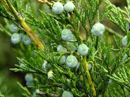 Attēlu rezultāti vaicājumam “Juniperus sabina”