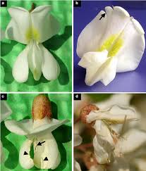 Attēlu rezultāti vaicājumam “Robinia pseudoacacia flower”